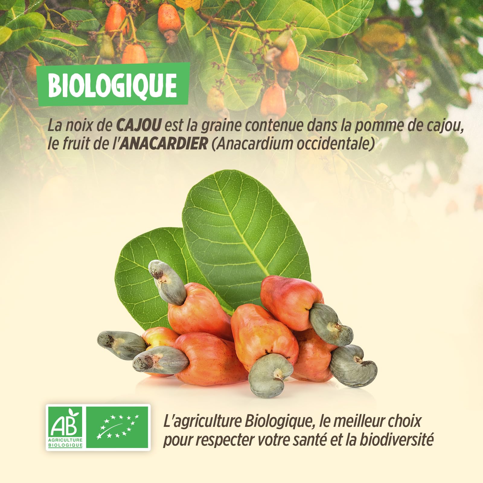 Noix de Cajou Bio 1 kg - Décortiquées - Non Salées - Non Grillées