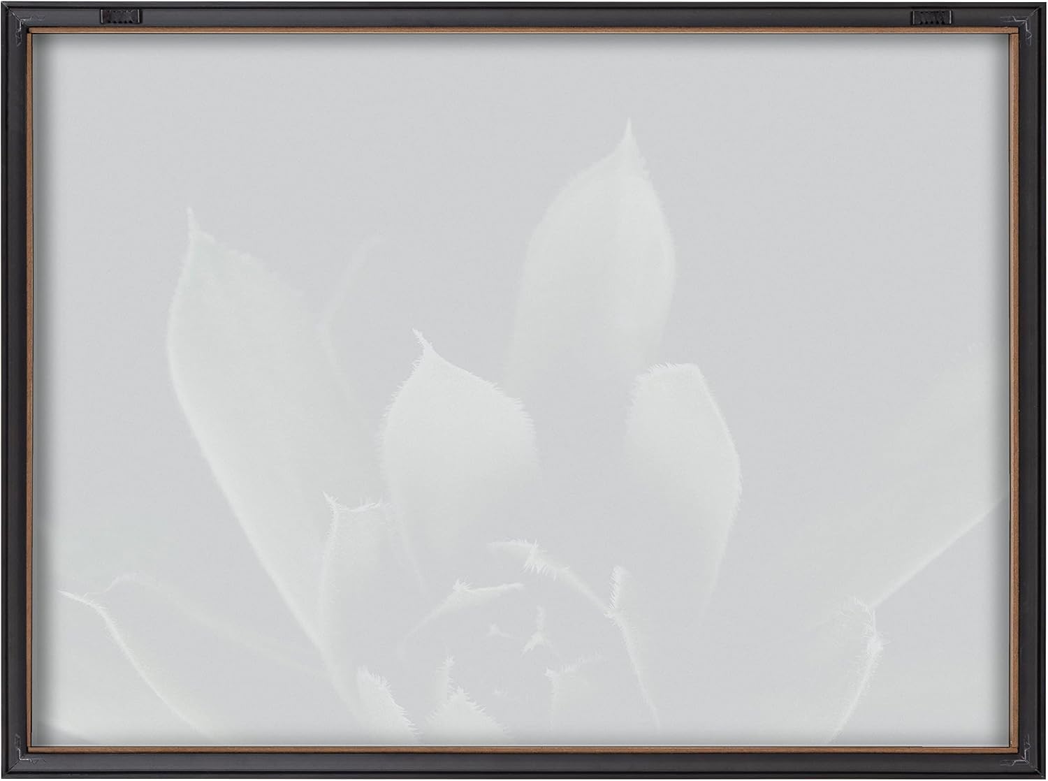 Kate and Laurel Blake Salutation Framed Printed Glass Wall Art by Emiko and Mark Franzen of F2Images, 18x24 Gray, Dramatic Dark Botanical Plant Art for Wall
