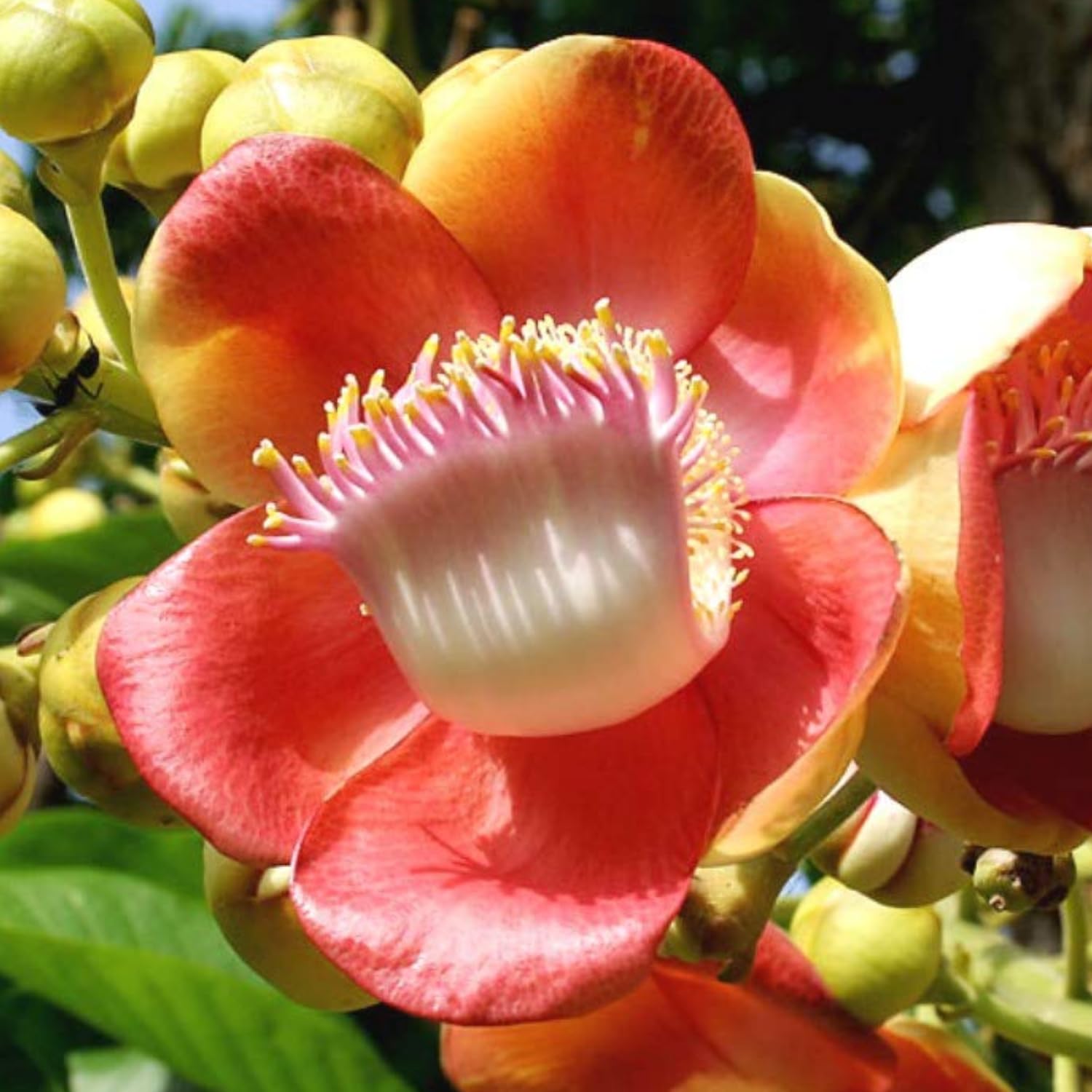 Hug A Plant | Nagalinga Plant/Cannonball Tree/Nagalinkam (Couroupita guianensis) Flowering/Ornamental Live Plant (Home & Garden) (B0C9J8N97F) Amazon Price History, Amazon Price Tracker