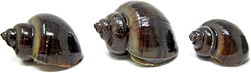 Miniatura 2 de Aquatic Arts 5 caracoles misteriosos negros de grado B  Depurador de acuariosustrato más claroseguro en tanque de peces TetraGuppyBetta de agua dulce