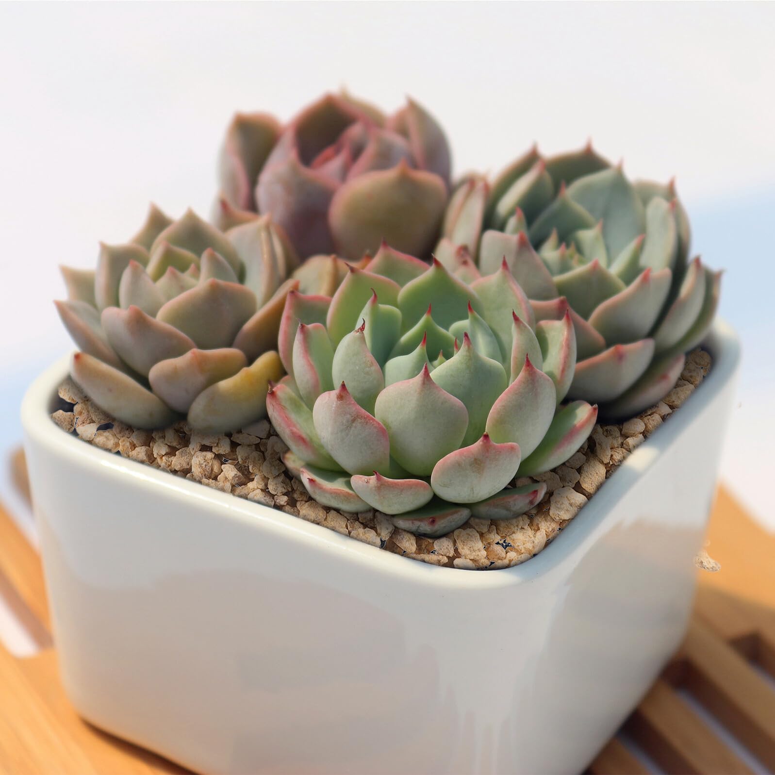 Piedra de Maifanita Natural para Acuario, 5 Bolsas de 300 G | Rocas para Paisajismo, Aptas para Agua Dulce y Salada, Seguras para Peces, Uso Práctico