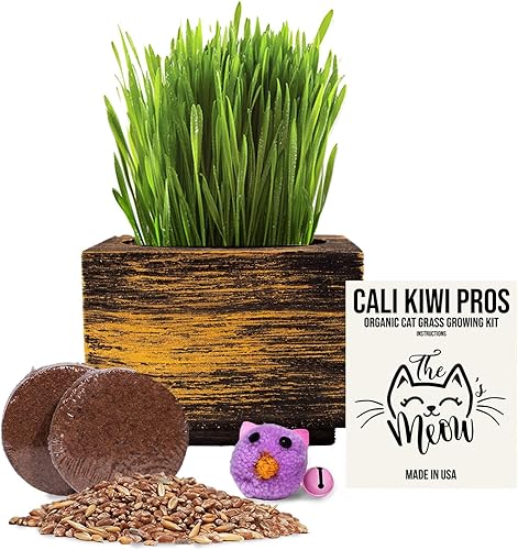 Cali Kiwi Pros Kit completo de hierba orgánica para gatos maceta cuadrada de pedestal de 4 x 4 pulgadas, semillas orgánicas, discos de tierra