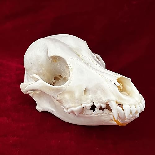 Miniatura 42 de Cráneos de animales reales, taxidermia, huesos de especímenes, suministros de taxidermia para educación científica, regalo especial (cráneo de coipo)