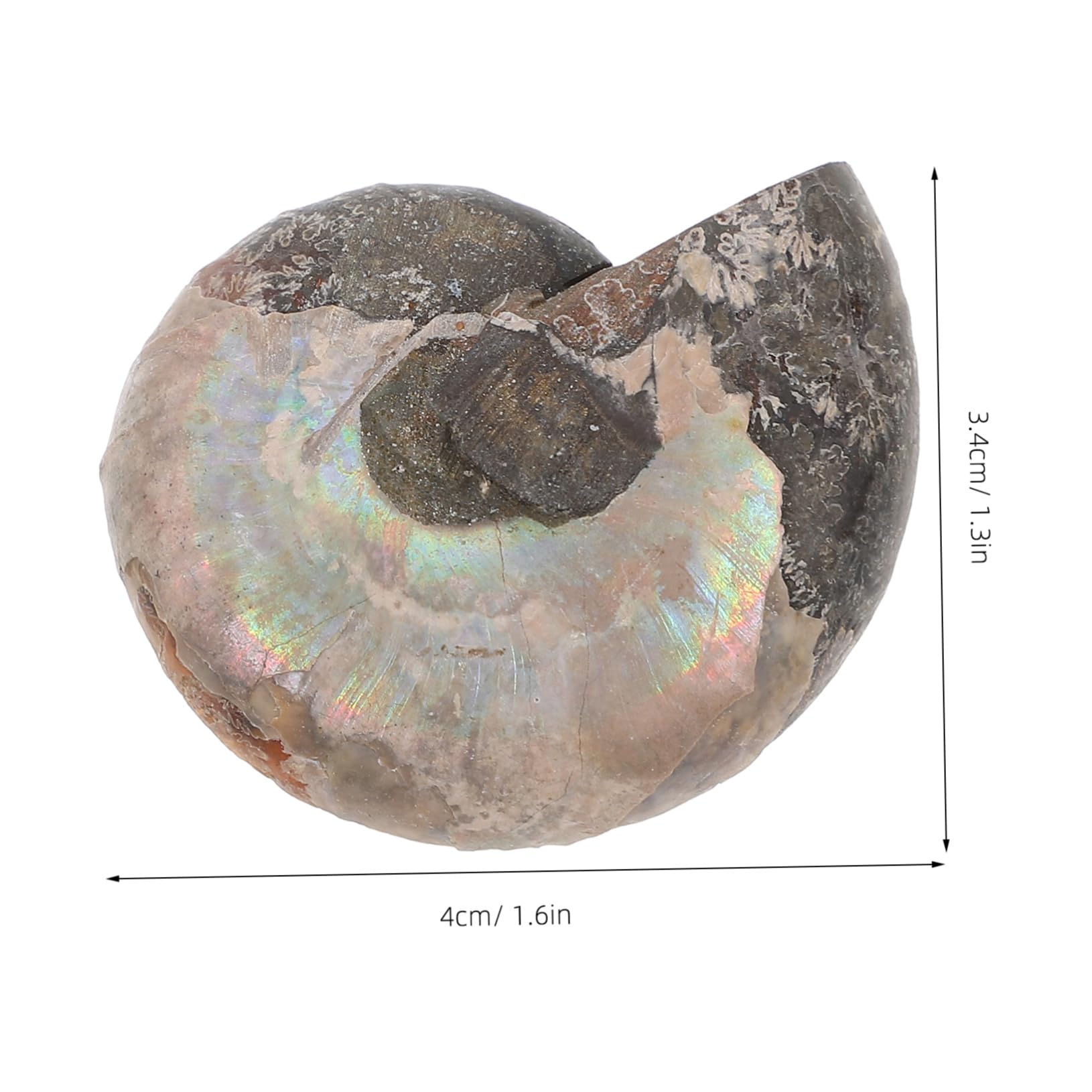 BUGUUYO Mmonite Models for Boys and Girls Educational Ammonite Model Slice Adornment Natural Ammonite Conch Jewelry