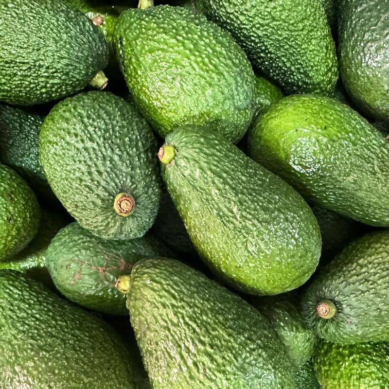 HASS Avocado Tree Live Plants – 1-2 Ft Live Plant | Delicious Avocados for Fresh Eating & Home Gardening | No Ship to CA,HI,AK