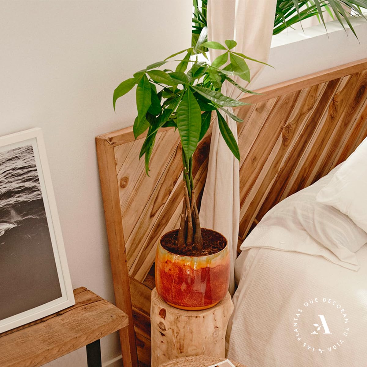 Pachira Aquatica o Árbol del dinero | Planta natural ideal para interior disponible en dos alturas (Alt. 70-80 cm | 19ø)
