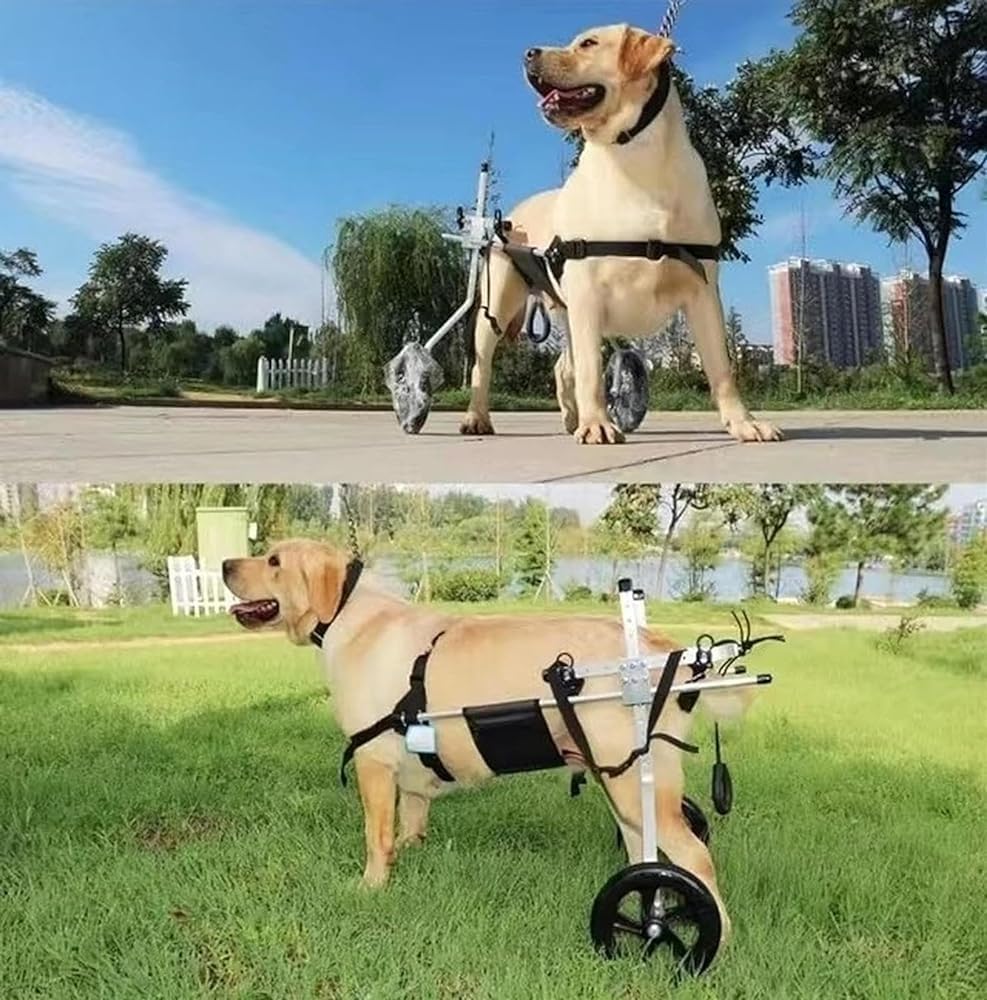 調節可能な犬用車椅子 - 麻痺した後ろ足のための2輪移動補助具。小型犬と大型犬に最適なリハビリテーション機器。移動能力と生活の質を向