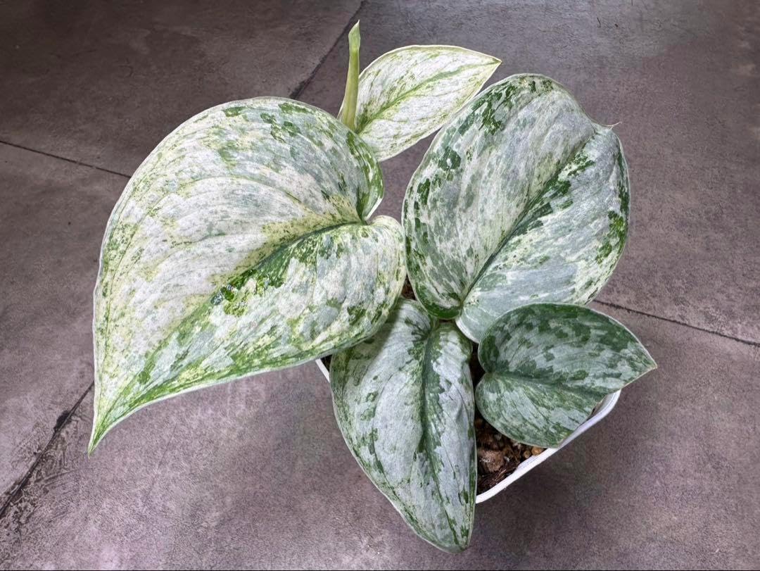 現物出品・レア種超超超特大株】ビカクシダ・フーンシキ 親株・大株