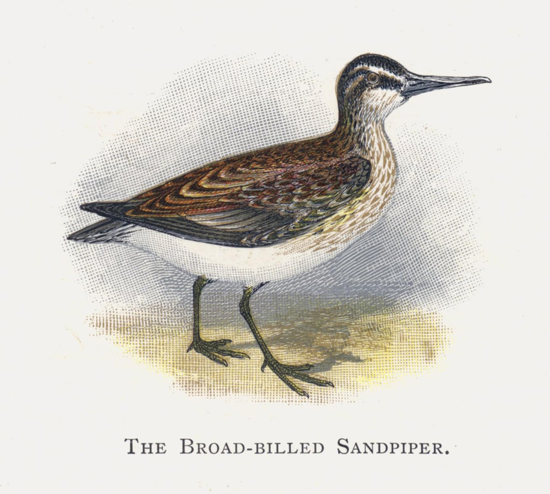 ARTXLXXBN Famous Art Print Poster Vintage Wall Art the Broad Billed Sandpiper by Alexander Lydon Canvas Art Poster for Home Decor 60x90cm