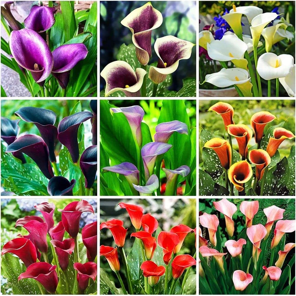 100 Pcs Calla Lily Seeds Beautiful Flowers Planting