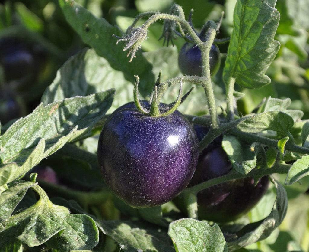 Purple Tomato Seeds 20 PCS Garden Bonsai Seeds Vegetables Annual Temperate