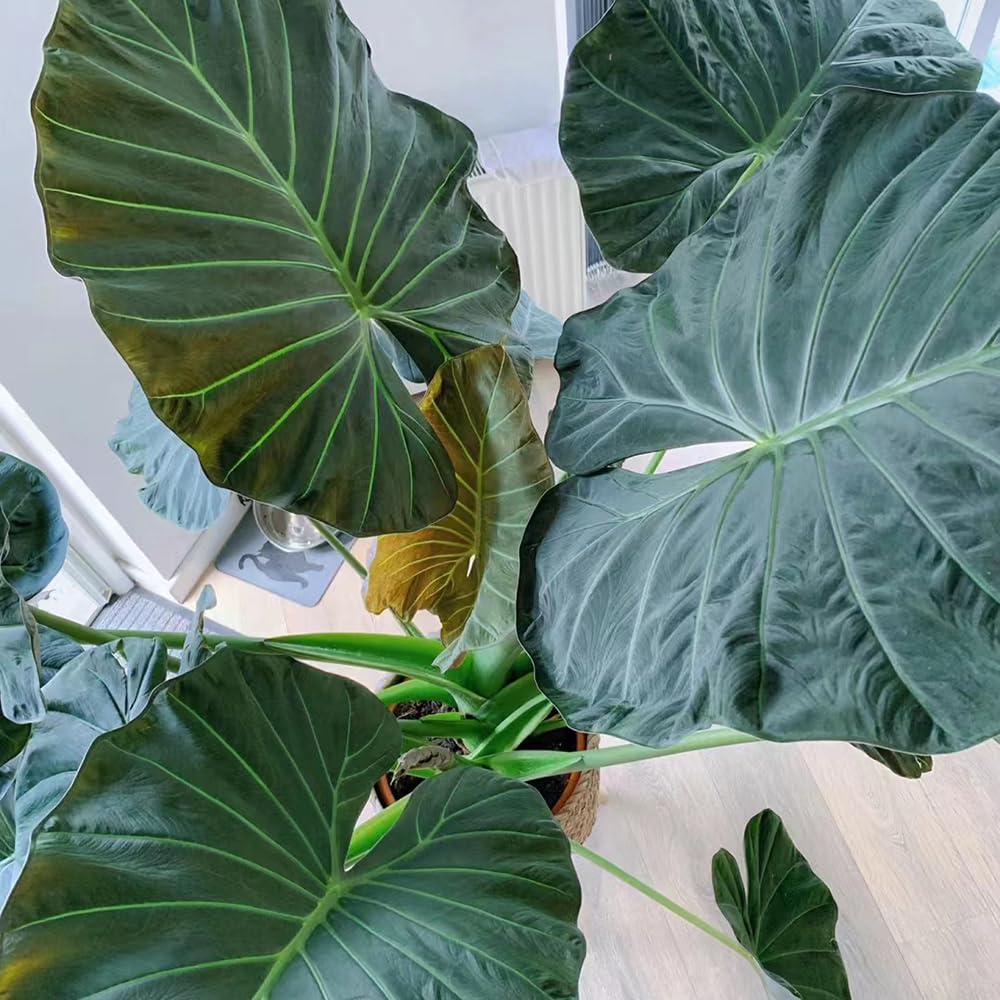 10 pcs elefantenohr pflanze samen - Alocasia - winterharte pflanzen fr  garten (Alocasia macrorrhizos) winterharte pflanzen fr den garten pflanzen  winterhart drauen bonsai samen : Amazon.de: Garten