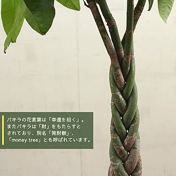 ぱきら（感謝） Amazon｜パキラ 8号 編み 受け皿付 ラッピング済【観葉植物 本物