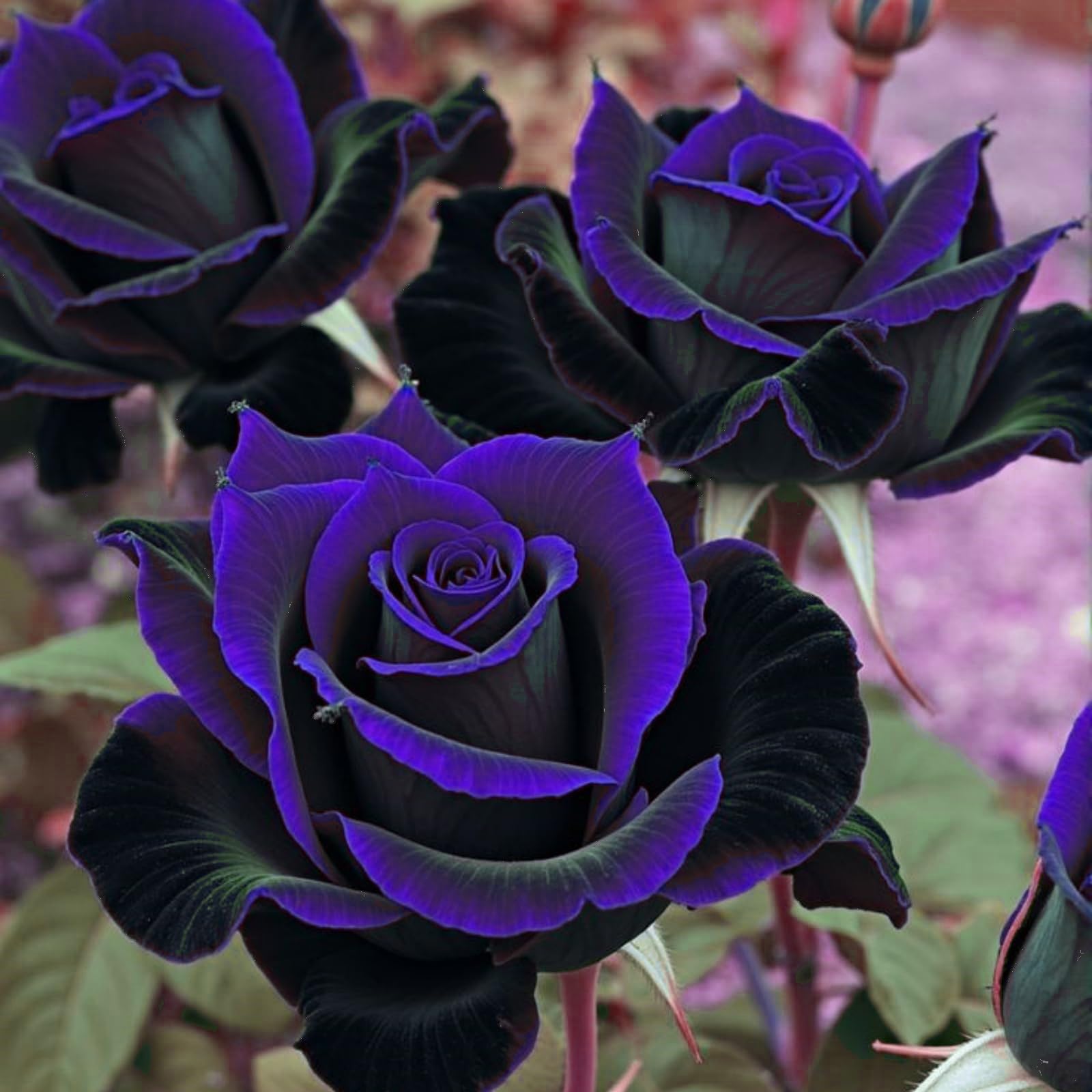 Gorgeous Rose Bulbs Mix UK,Flowering Rhizome,Good for Containers,Iridescent,Excellent Display,Perennial,Hardy,Balcony Garden Bulbs.-1bulb-Purple โ image 1