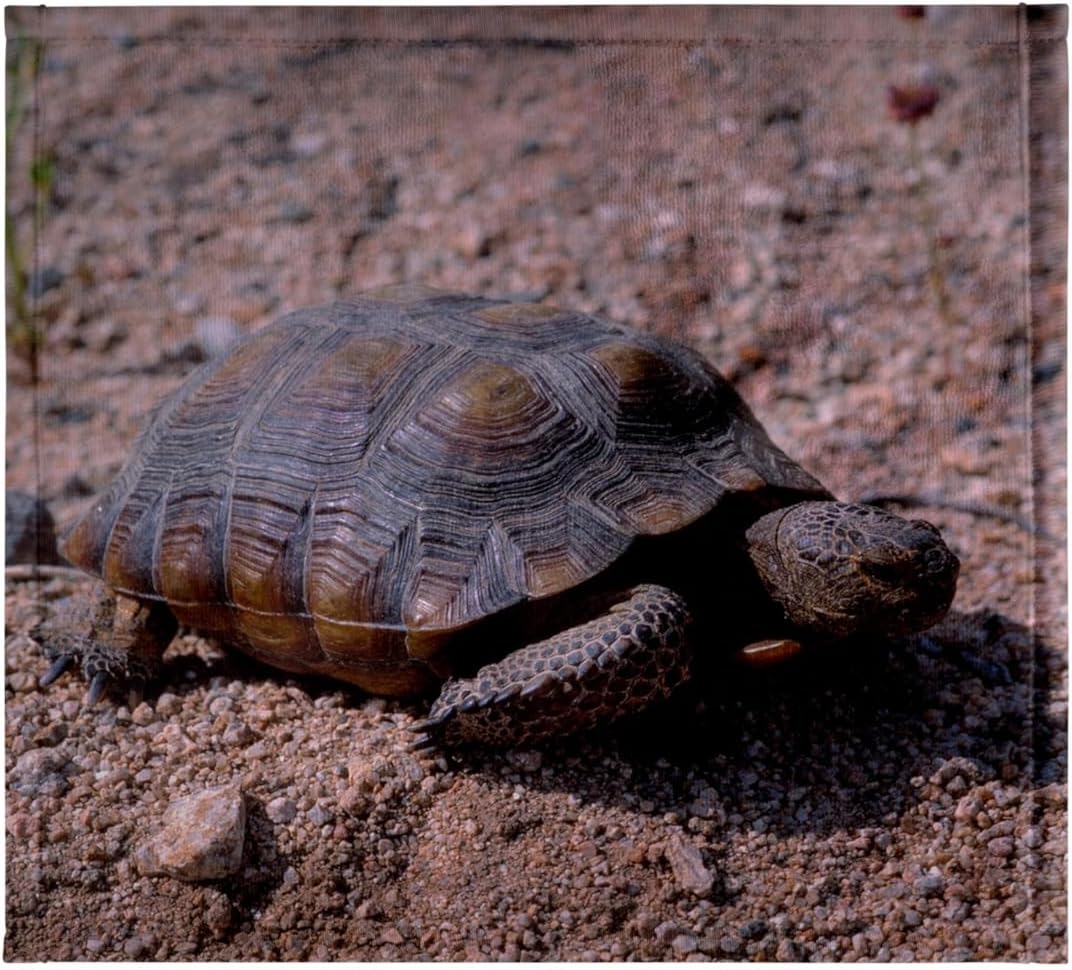 3dRose Endangered Desert Tortoise, in Joshua Tree National Park, California 22x30 Bath Hand Pool Towel