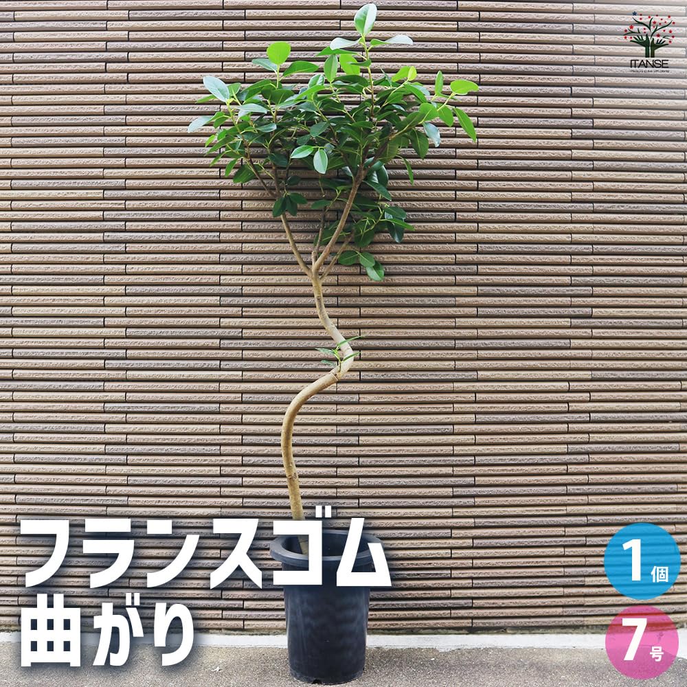 Amazon｜ITANSE フランスゴム (フィカス ルビギノーサ) 曲がり