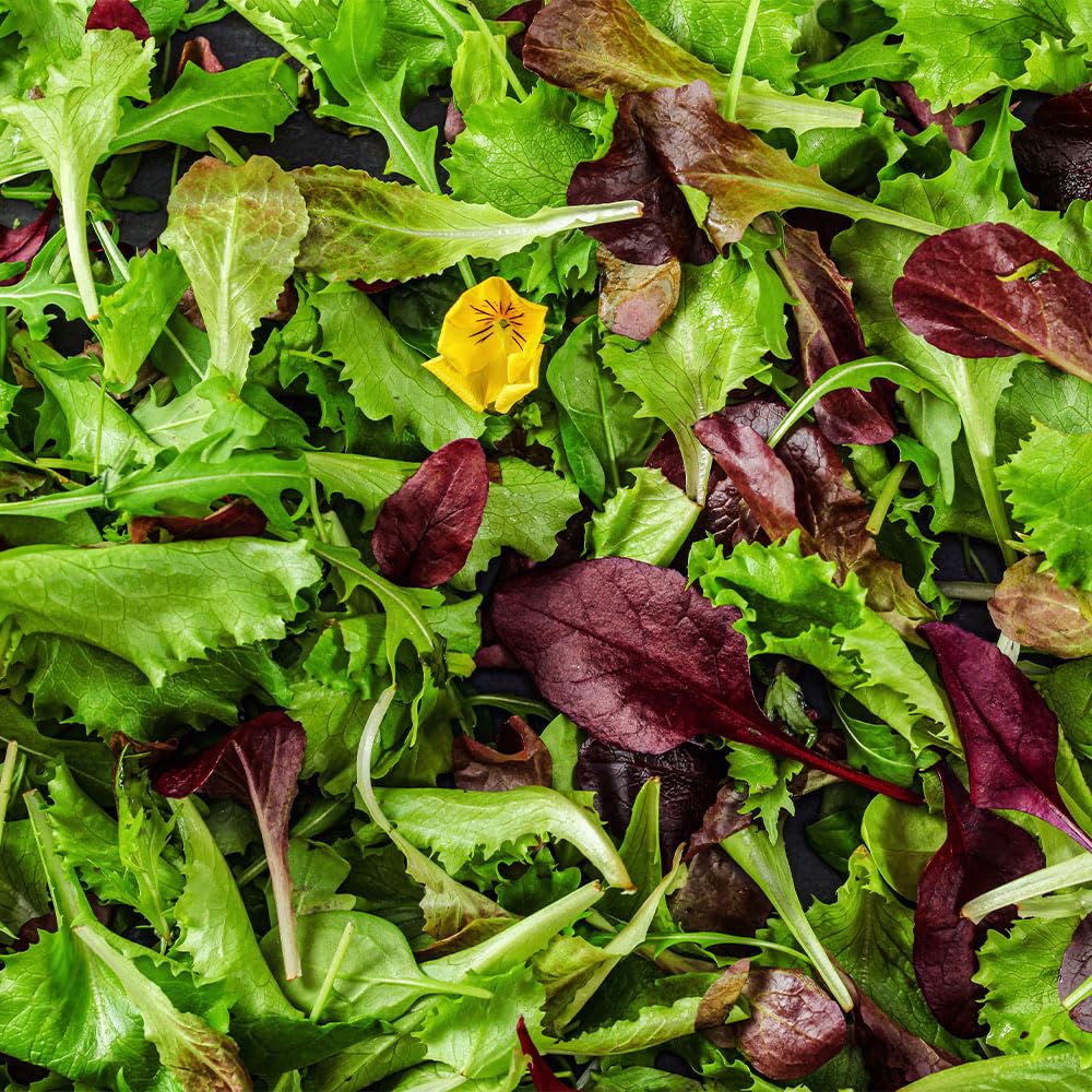 Lettuce Tuscany Salad Mix Seeds – Italian Leaf Blend for Cut-and-Come-Again Harvests – Fresh Salads of Mixed Baby Leaves