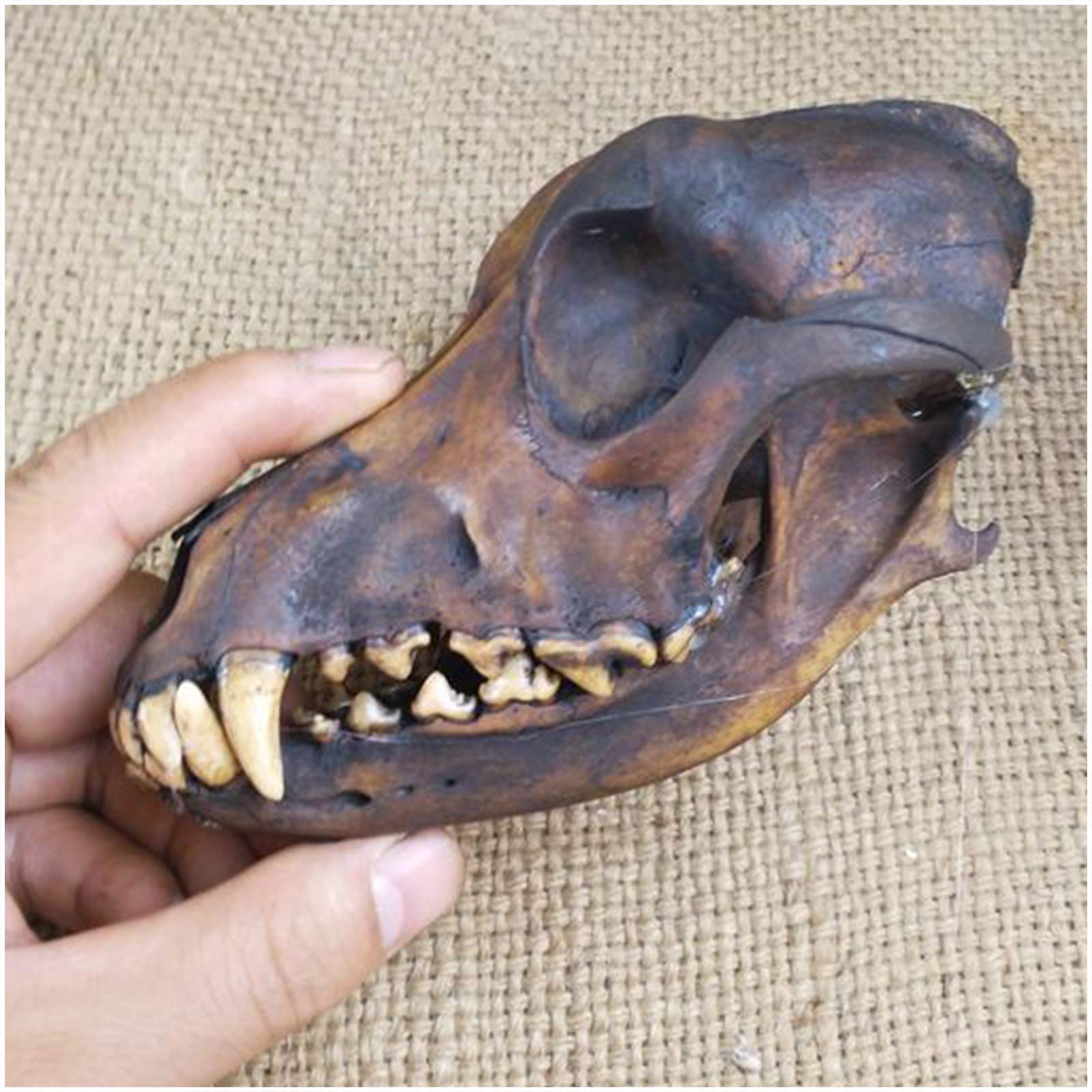 Véritable crâne de loup, taxidermie, os d'animaux, modèle de crâne pour décoration, collection art, outil enseignement vétérinaire