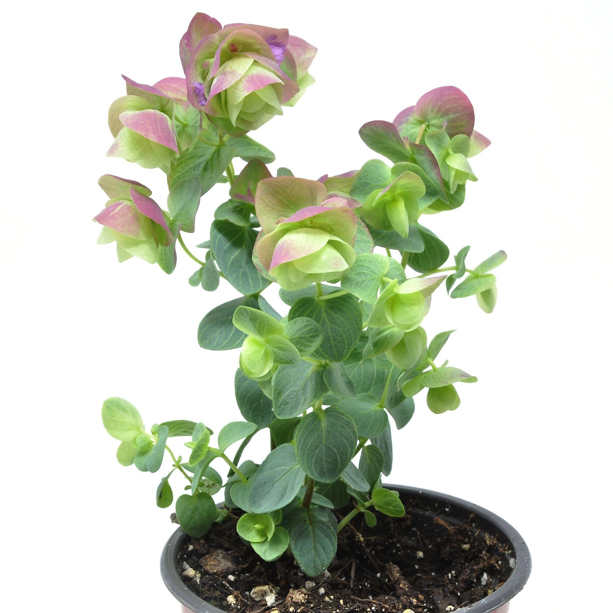 Origanum x hybrida 'Kirigami', Ornamental Oregano, Fragrant Plant, Unusual Foliage in Pale Tones, ContainerSize: 3.5"