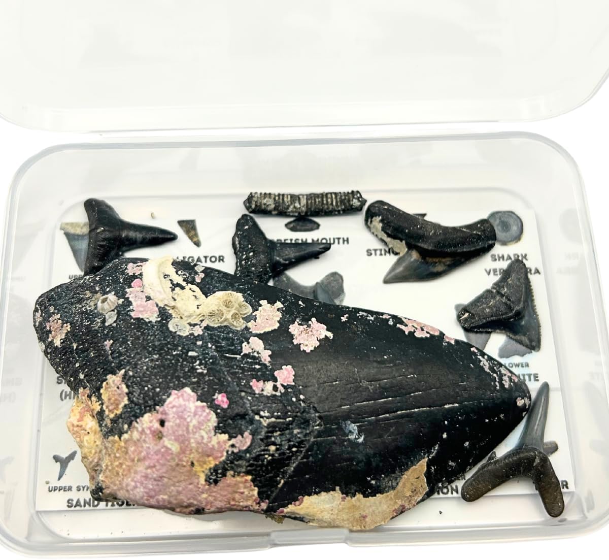 Authentic Shark Teeth Discovery Pack of 7, At Least 2 Different Shark Species with Identification Card for Education, Every Tooth Found by Fossil Hunters in the Southeastern USA