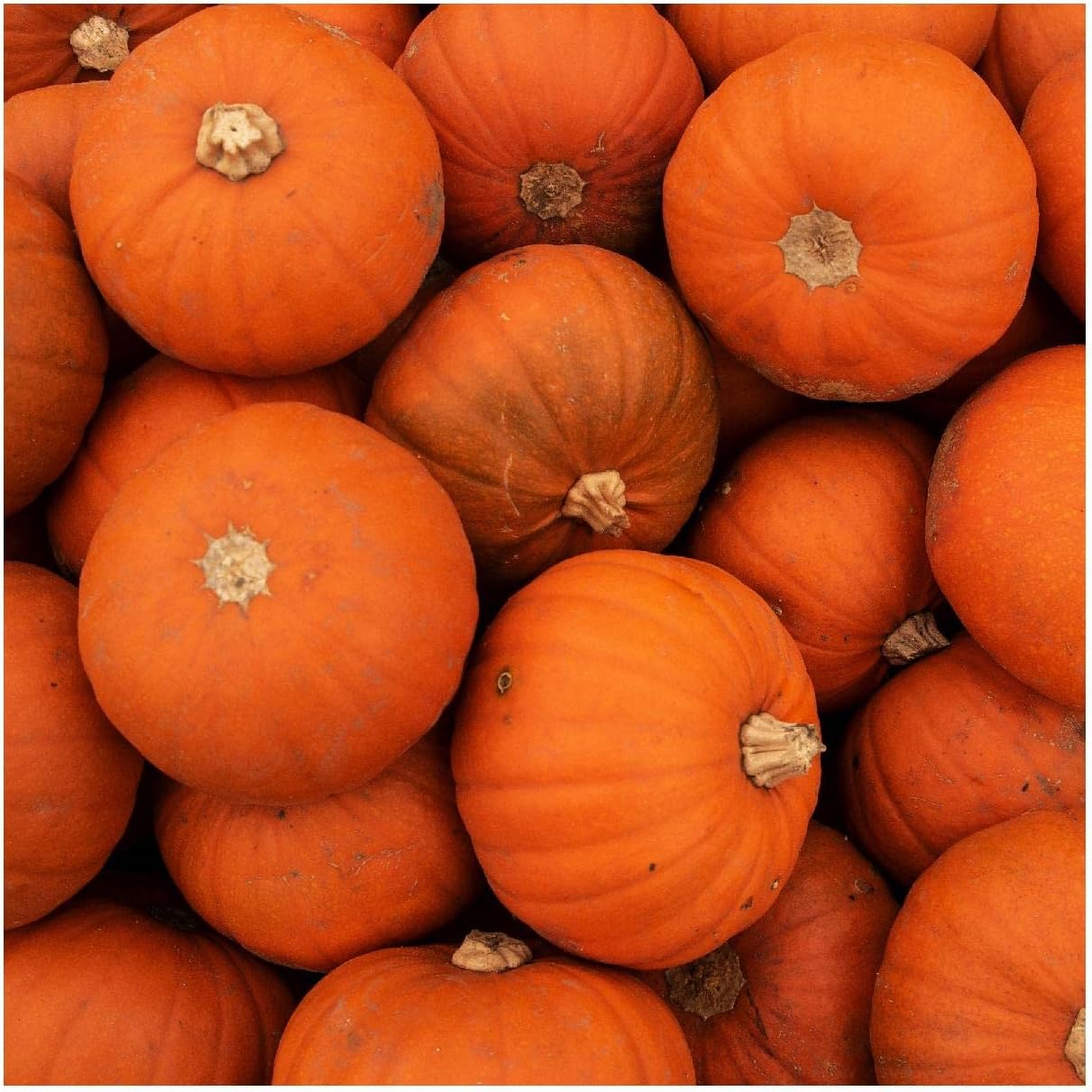 Everwilde Farms - 1/4 Lb Wee Be Little Pumpkin Seeds - Gold Vault