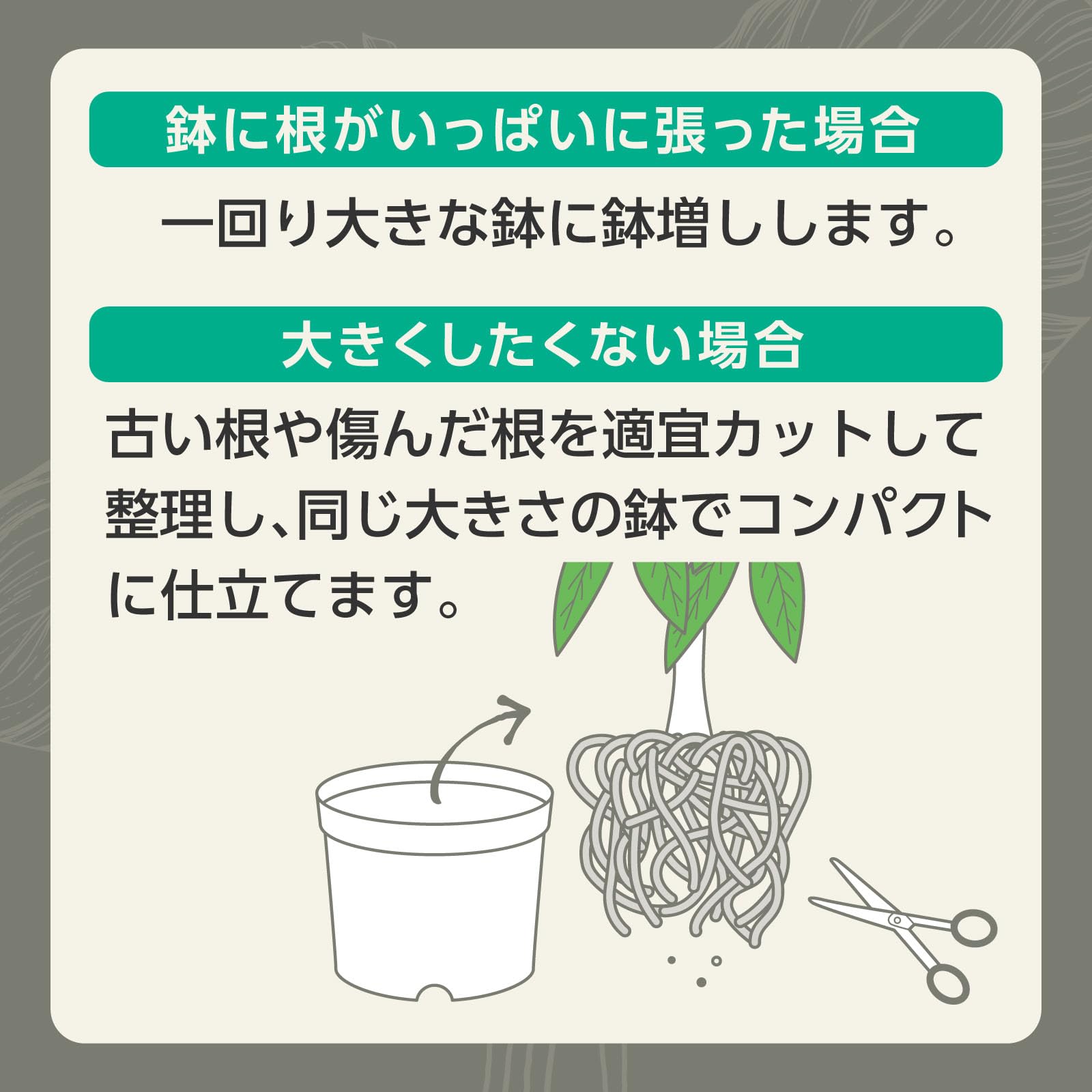 ［確認用］水生植物　苗 宿根フロックス 10.5cmポット 5個 苗 : トオヤマグリーン - 通販