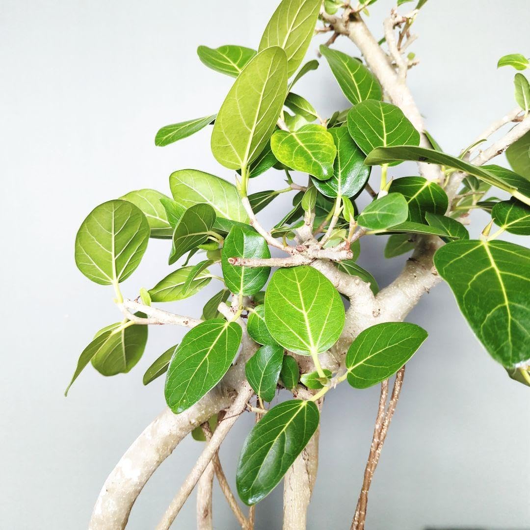 鳳華フィカス 根上り 根を楽しむ おしゃれベンガレンシス 鳳華フィカス