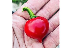 Tondo Round Calabrian Italian Picante Calabrese Spicy Pepper of Calabria Premium Seed...