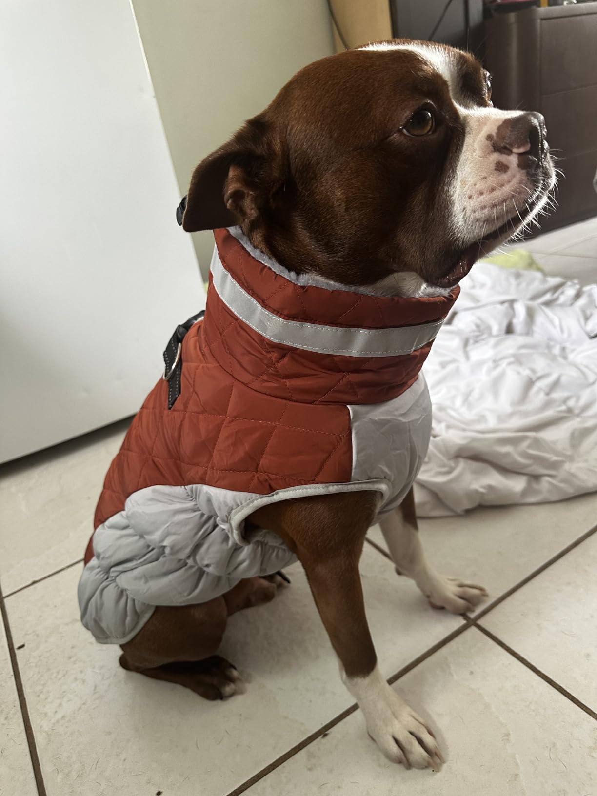 Dog Winter Jackets,Winter Coats for Large Dogs, Winter Dog Coat With Harness​ photo review