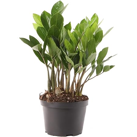 Costa Farms ZZ Zamioculcas Zamiifolia Live Indoor Plant, 10-Inch Tall, Fresh From Our Farm, Excellent Gift