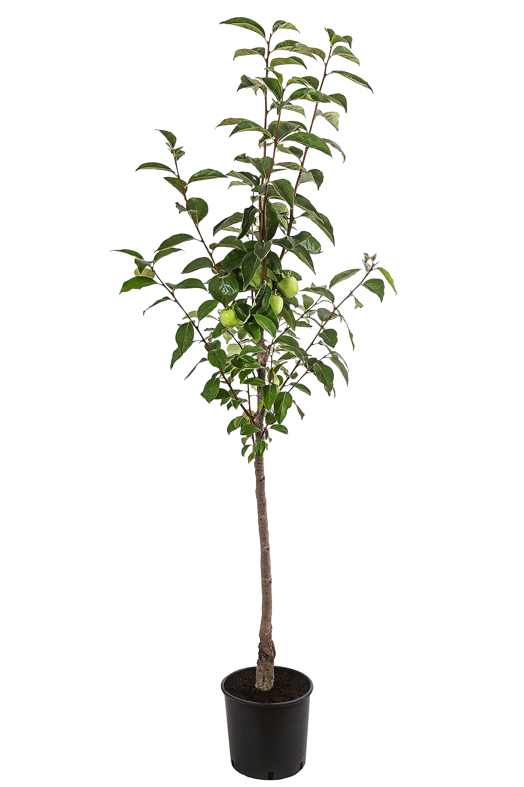Dehner Kaki-Pflaume Ragno, süß-milde Früchte, ca. 150-200 cm, 9.5 l Topf
