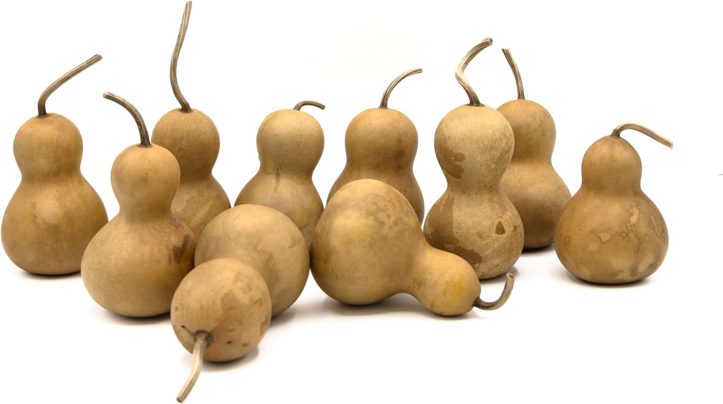 Box of 10 Bottle Gourds - 2" in Diameter, Dried Gourds for Crafting and Decorating