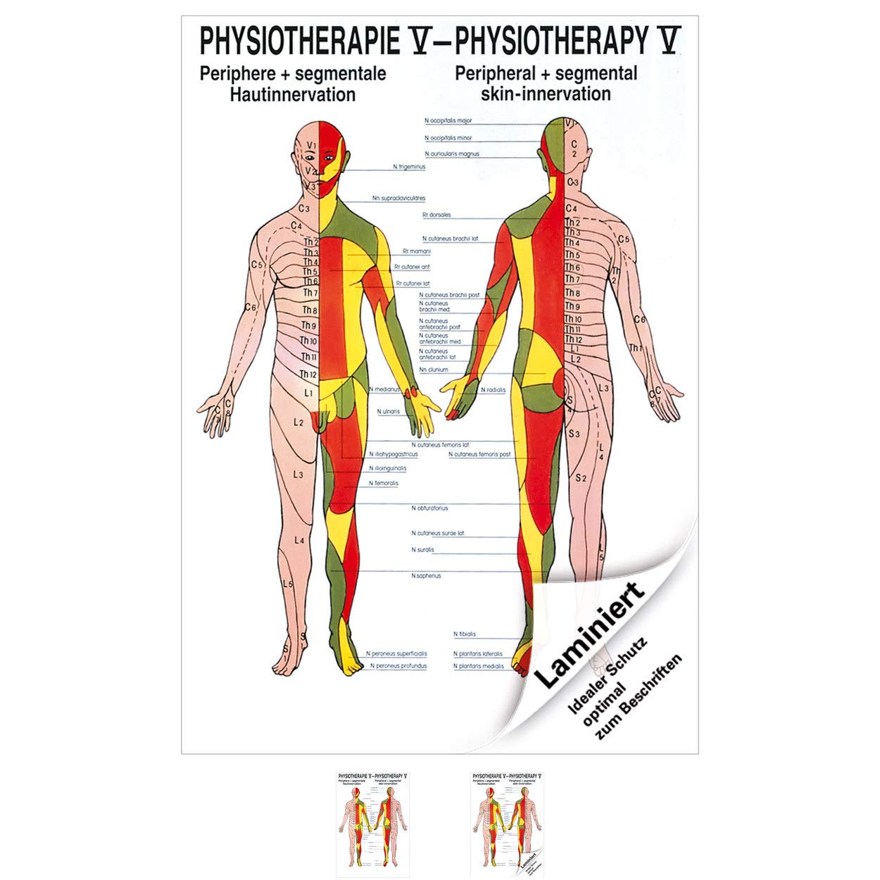 Rüdiger Hautinnervation Poster Anatomie 70x50 cm medizinische Lehrmittel