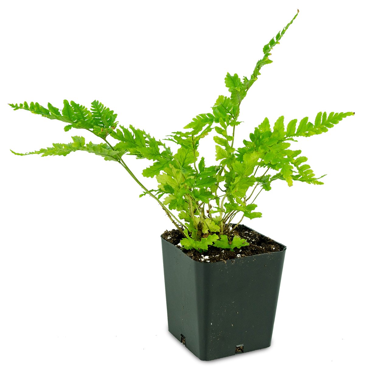 Sprig & Stone Live Mini Fern Brilliance