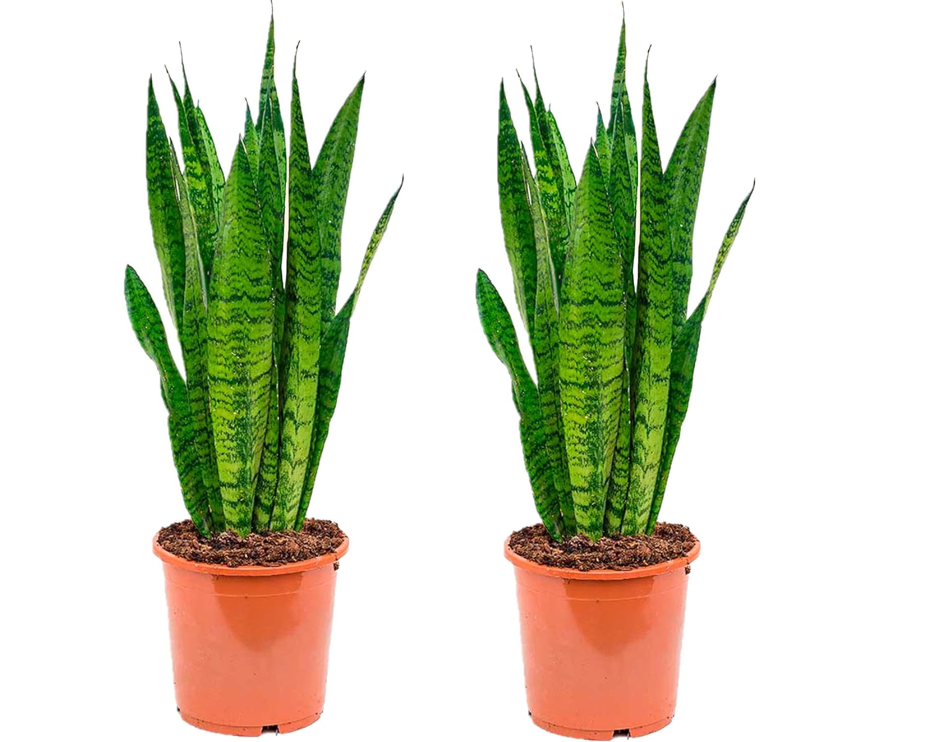 Sanseviera LAURENTI - Lengua de suegra Y Lengua de tigre - Planta natural para casa u oficina - Planta de interior de decoración (Pack 2 Lenguas de Suegra) SP21 — view 2