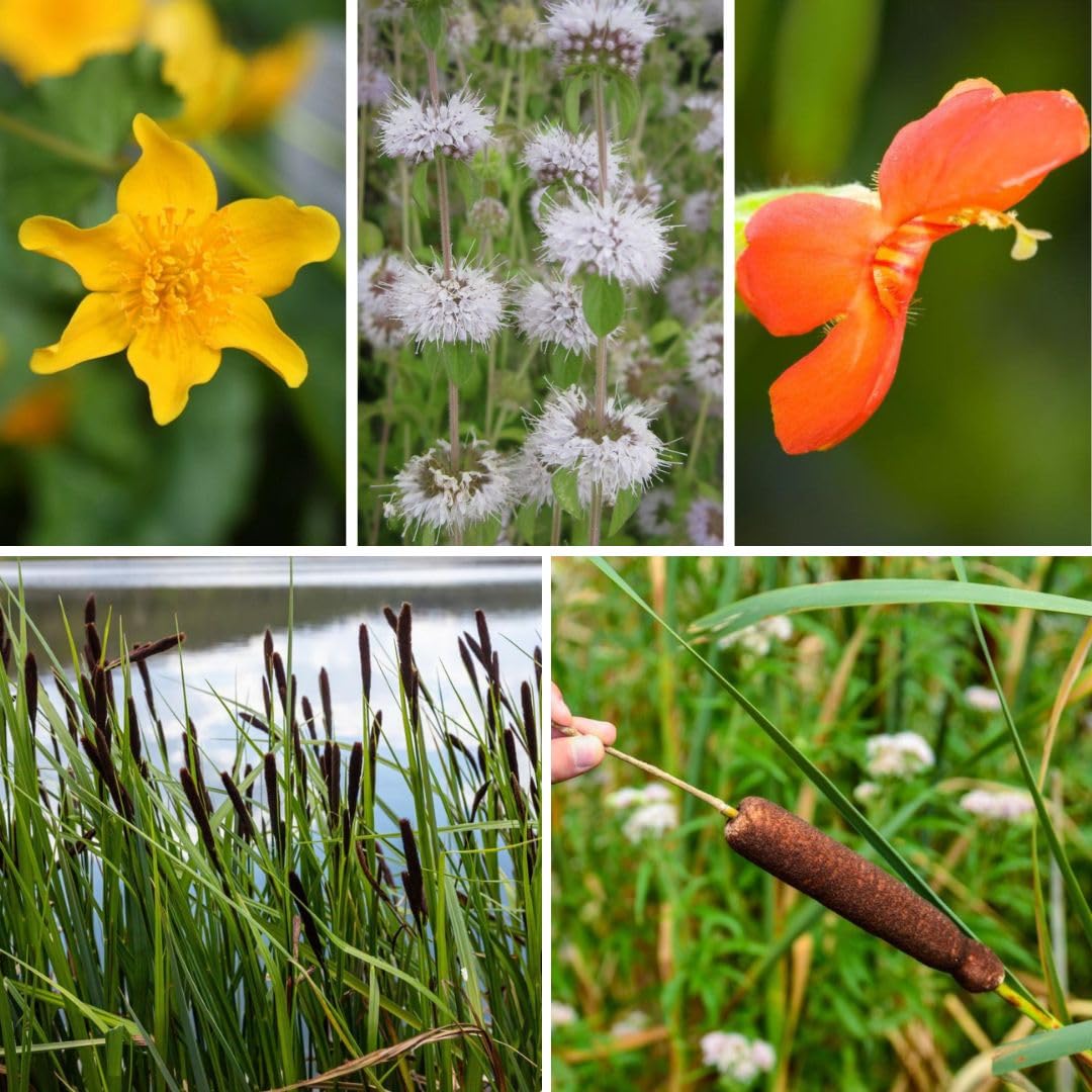 Nurseryman's Choice Wildlife Pond Collection - Curated Mix of Aquatic Plants to Support Wildlife, Attract Insects & Amphibians, Eco-Friendly, 1x 9cm Pot by Thompson & Morgan