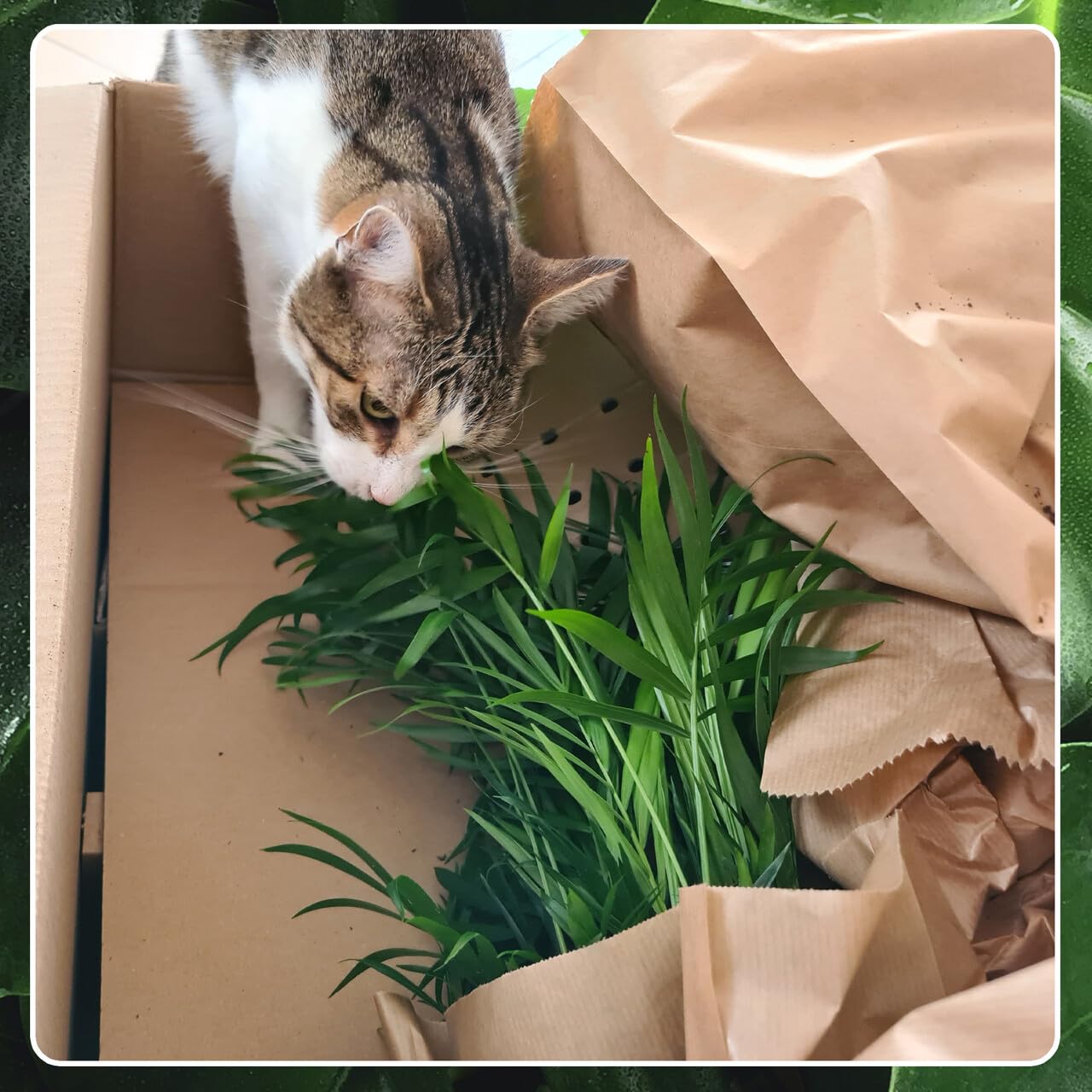 Nestfarn, Areca-Palme, Glückskastanie & Rutenkaktus – 4er Box Zimmerpflanzen Katzenliebe – frisch aus der Gärtnerei – Höhe 15-70 cm – Töpfe 10,5-17 cm – mit Übertöpfen – Green Me Up