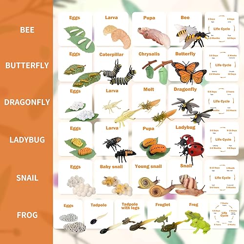 Miniatura 2 de Montessori - Figuras de ciclo de vida de animales, juguetes educativos en miniatura de plástico, 6 unidades, a partir de 3 años
