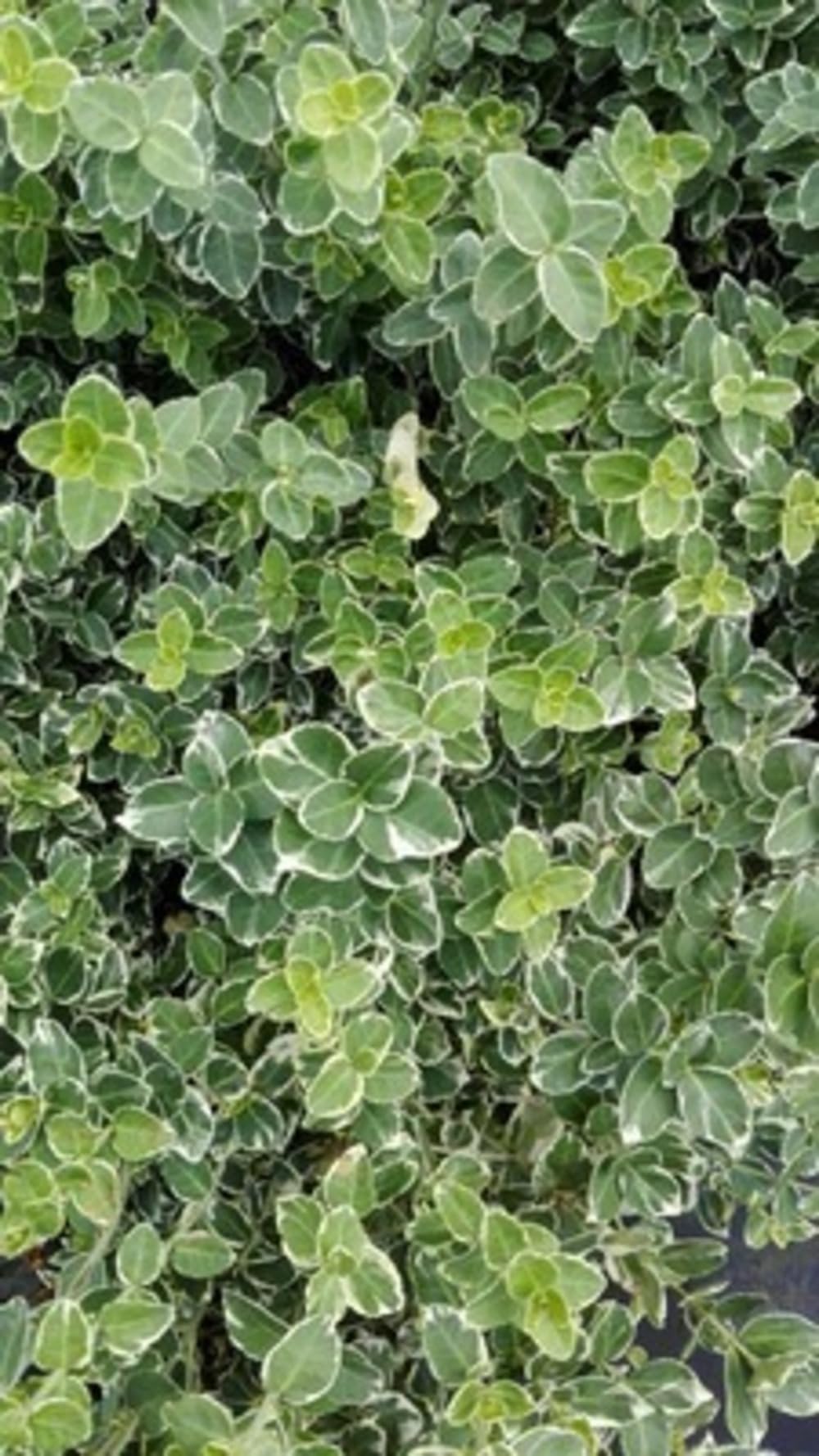 12 x Euonymus fort Em Gaiety - Evonimo - vaso 9x9 cm