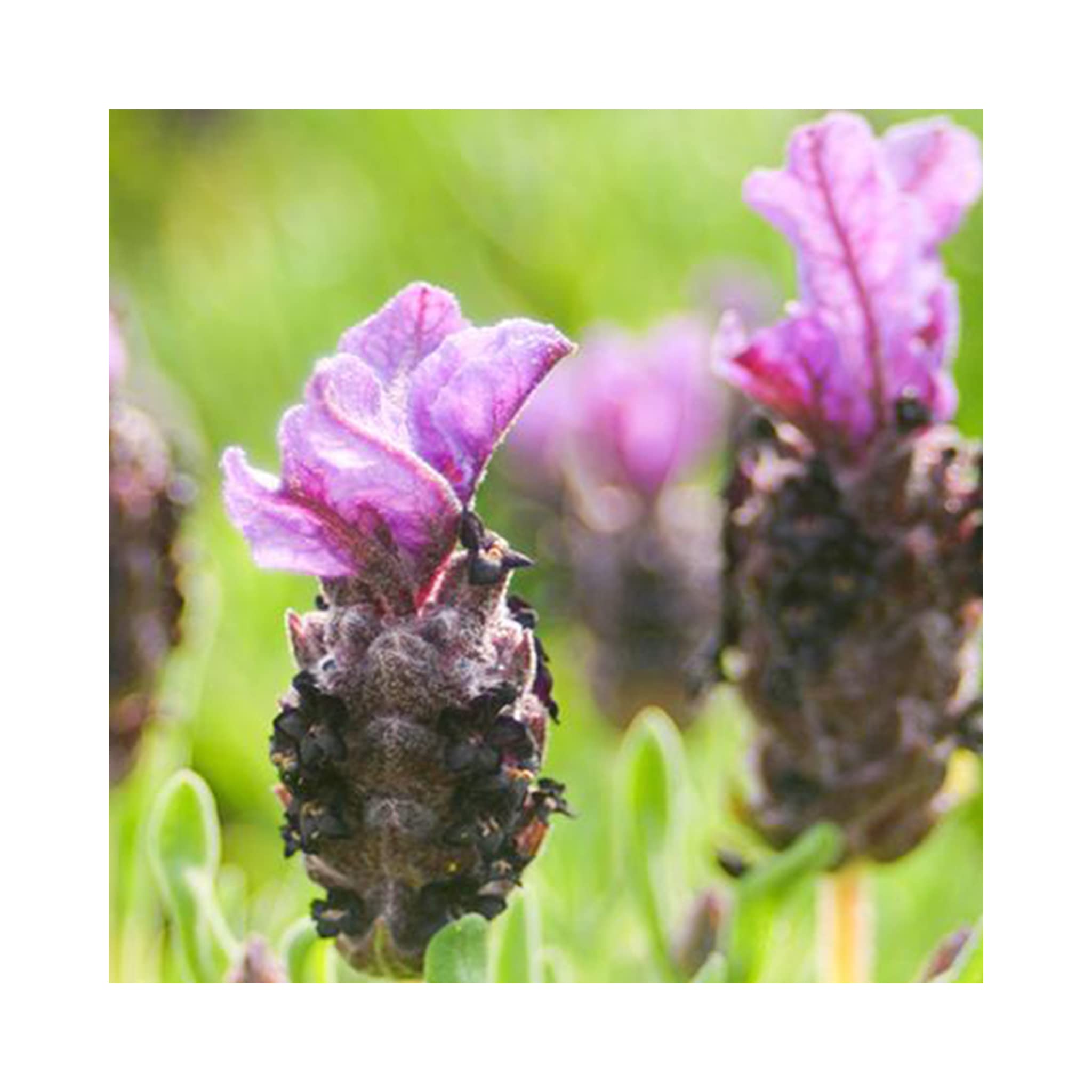 Lavender French Stochea 'Purple' Perennial Plug Plants Pack x6