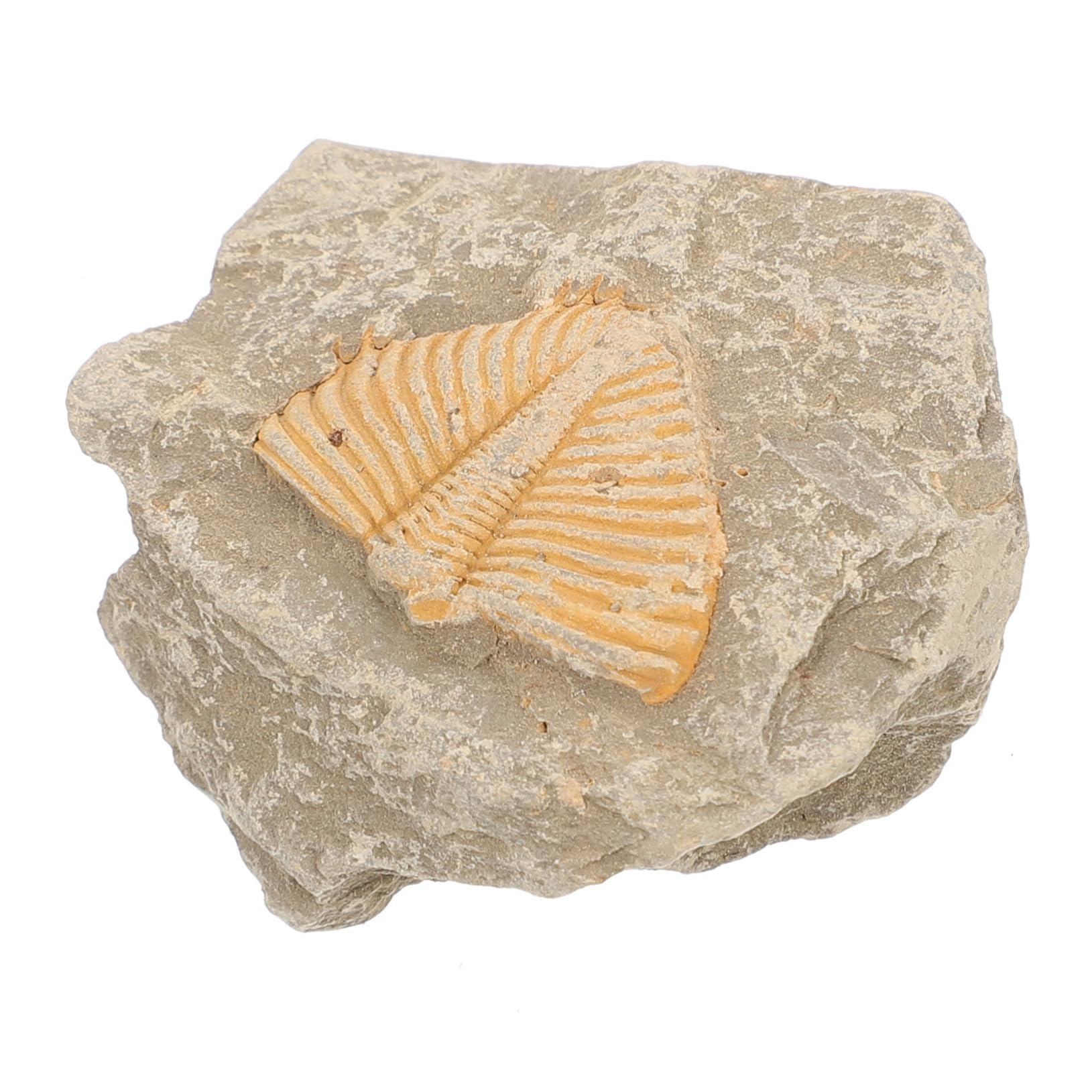 Cabilock Sample Genuine Toys for Boys and Girls' Decor Educational Tool Unique for Friends Family