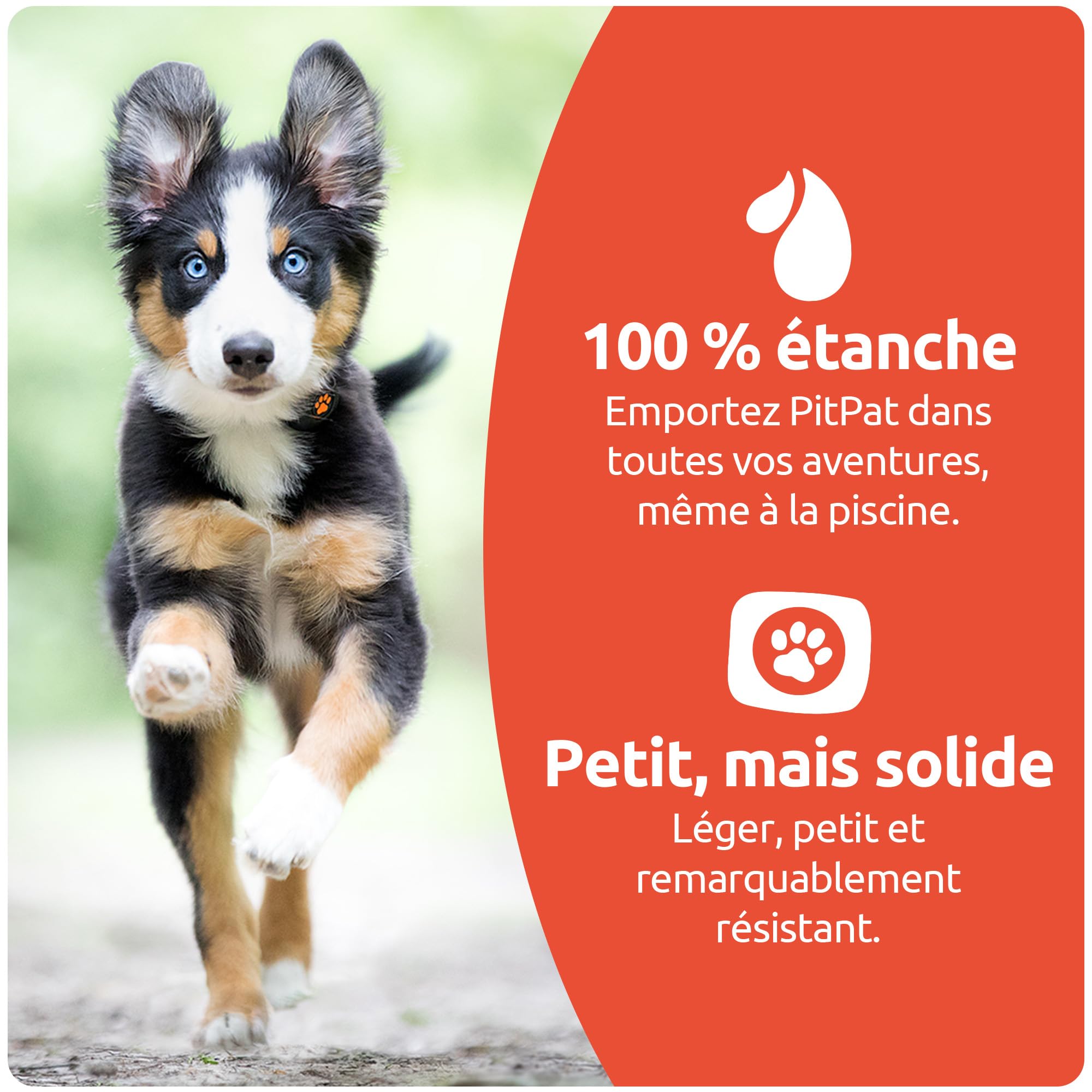 PitPat 2 - Moniteur d'Activité Chien