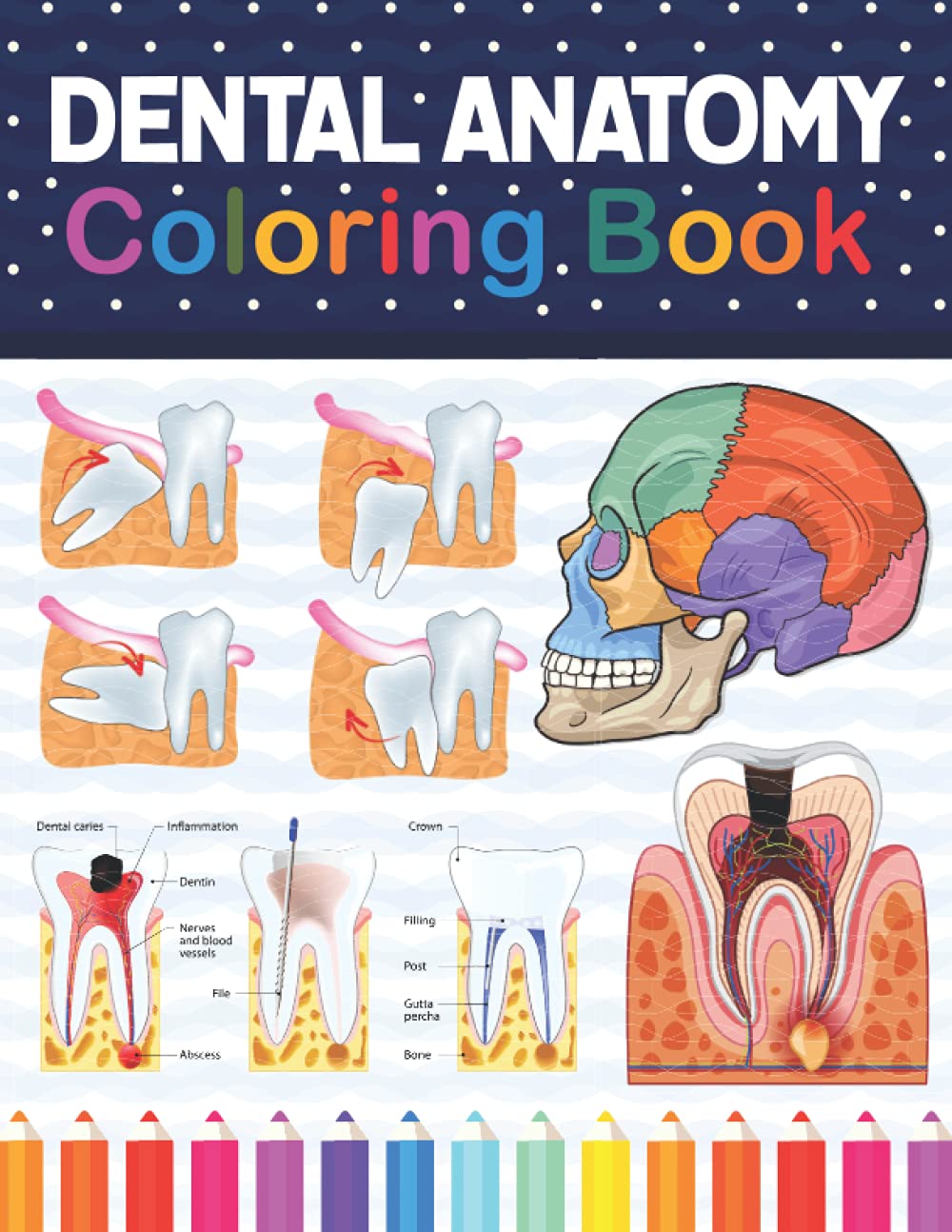 Dental Anatomy Coloring Book: Dental Anatomy Learning Workbook. Dental Anatomy Coloring Book. Kids Anatomy Coloring Book. Tooth Anatomy Coloring Book ... Coloring Workbook For Anatomy Students Paperback – January 25, 2021