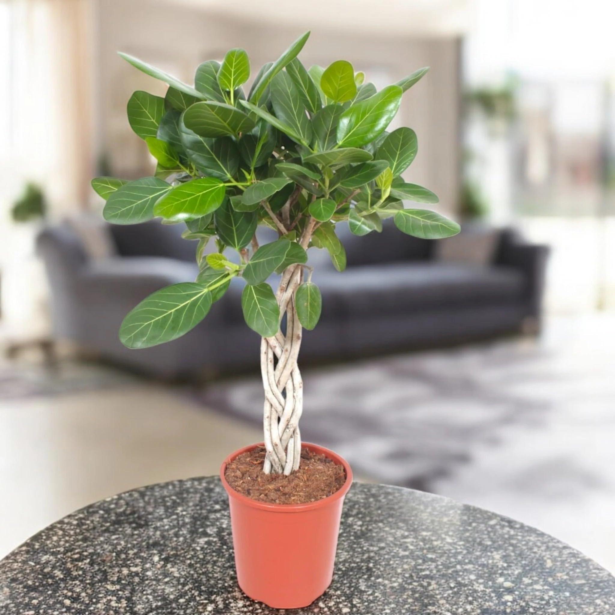 Ficus benghalensis Pianta da Interno, Colore Verde, Alberello con Tronco Intrecciato, 130 cm (Vaso 30)