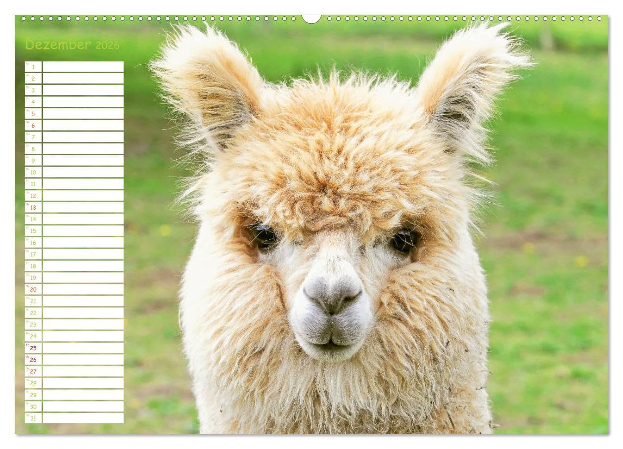 Alpakas: Wollige Kleinkamele aus Südamerika - Edition lustige Tiere (hochwertiger Premium Wandkalender 2026 DIN A2 quer), Kunstdruck in Hochglanz: ... Wuschelköpfe aus den Anden (CALVENDO Tiere)