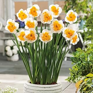 Daffodil for Planting perennials/Greening Flowers/Standard Daffodil/Fragrant Landscape Decoration/Narcissus/ Fall or Spring Planting-10 Bulbs,b
