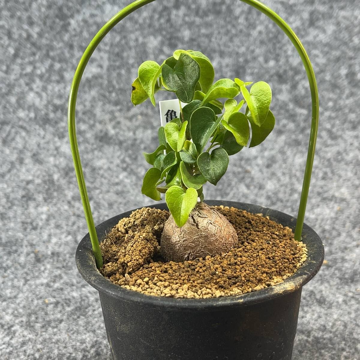 【亀甲竜】 塊根植物 鉢ごと発送します ② Amazon.co.jp: 鉢ごと発送アフリカ型亀甲竜 Dioscorea