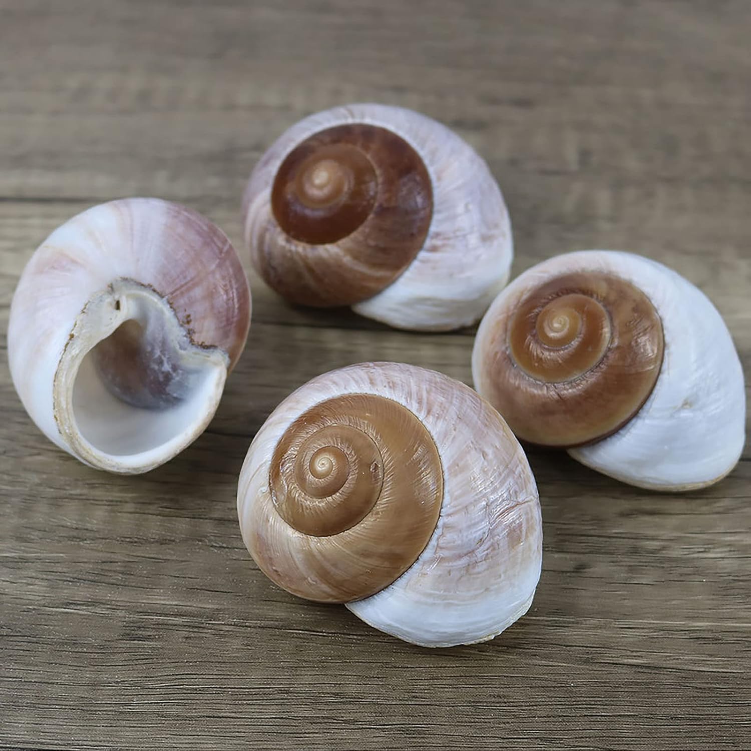 4 Pack Large Hermit Crab Shells, Muffin Snail, Turbo, Giant Land Snail | Hermit Crab House for Fish Tank Aquarium Decoration, Beach Home Decor, Wedding Centerpieces, 2.75-3