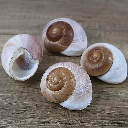 Miniatura 3 de Paquete de 4 conchas de cangrejo ermitaño grandes, caracol de muffin, turbo, caracol gigante de tierra  Casa de cangrejo ermitaño para decoración de