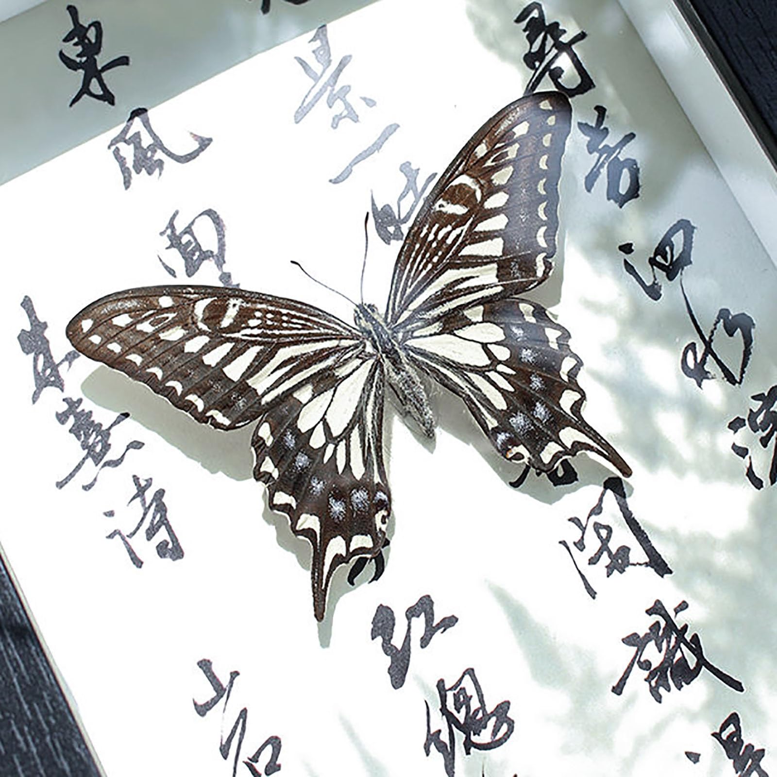 Real Mariposa Taxidermia Marco De Madera Negro Elegante Hecho A Mano(C)
